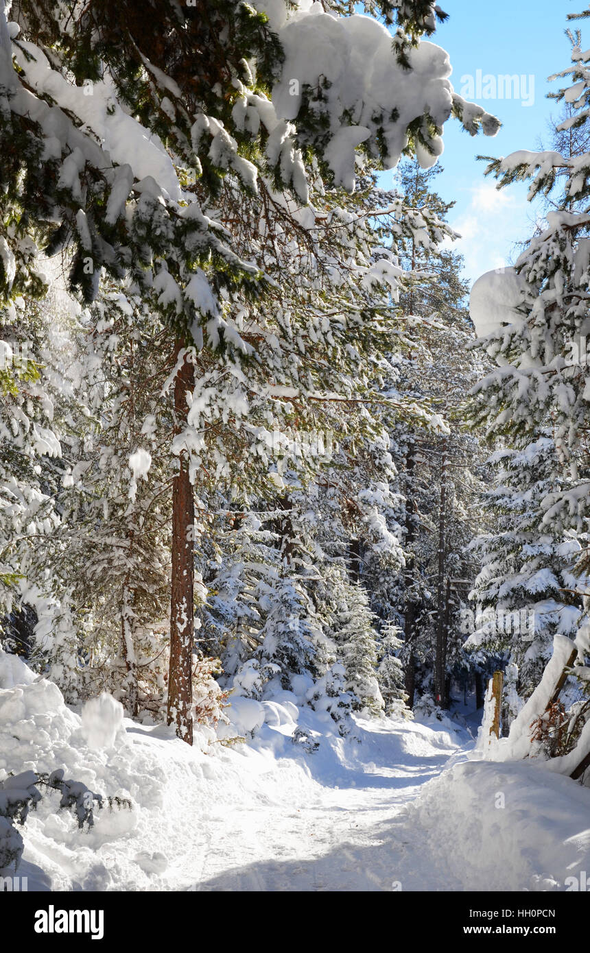 Snowy winter path in forest, Tyrol Austria Stock Photo