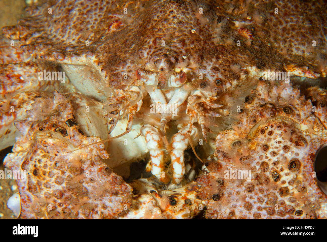 Box Crab (Lopholithodes foraminatus), Oregon Coast Aquarium, Newport, Oregon Stock Photo