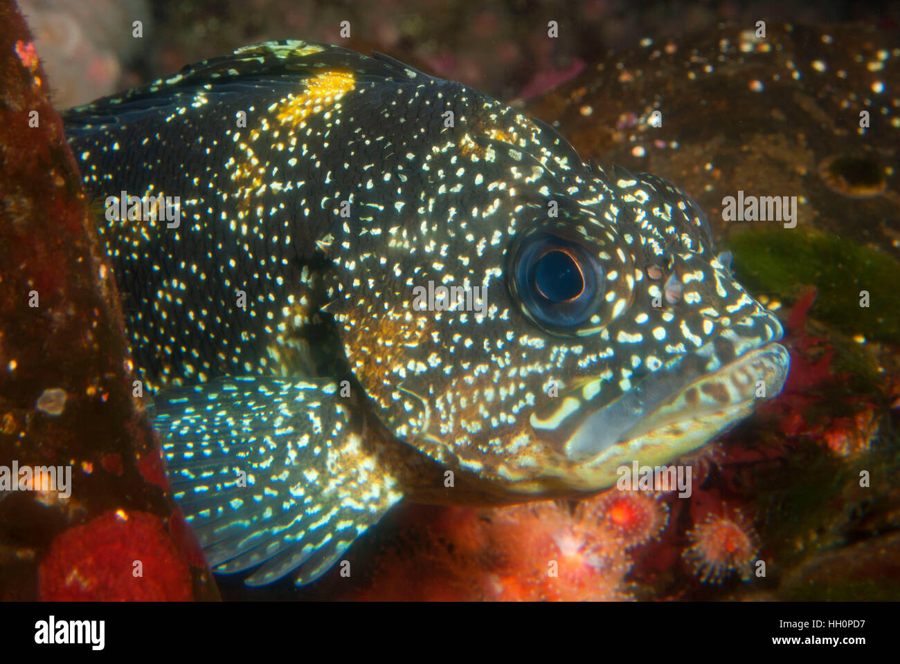 China rockfish (Sebastes nebulosus), Oregon Coast Aquarium, Newport, Oregon Stock Photo Alamy