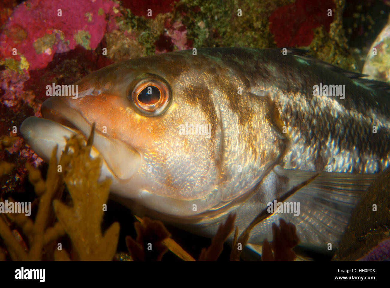 Kelp Bass (Paralabrax clathratus), Oregon Coast Aquarium, Newport