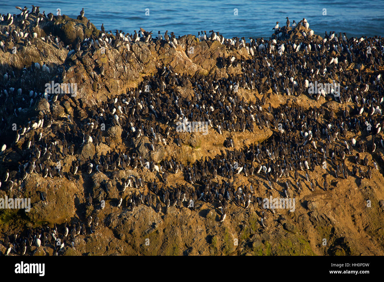 Common murres (Uria aalge) on Colony Rock, Yaquina Head Outstanding Natural Area, Salem District Bureau of Land Management, Newport, Oregon Stock Photo