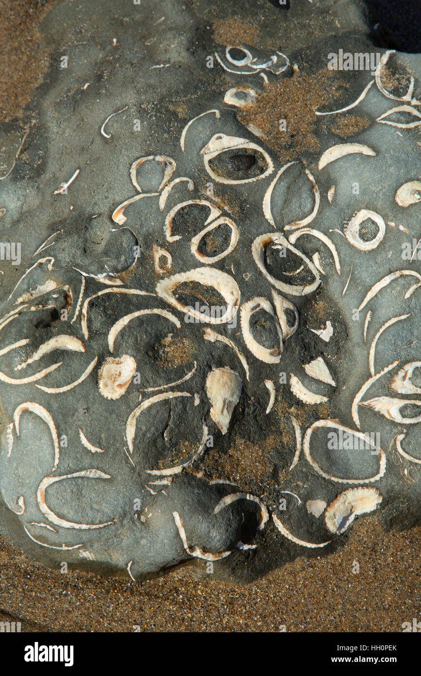 Fossils on Moolack Beach, Newport, Oregon Stock Photo Alamy