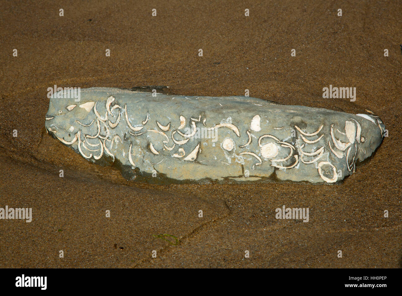 Fossils on moolack beach hires stock photography and images Alamy