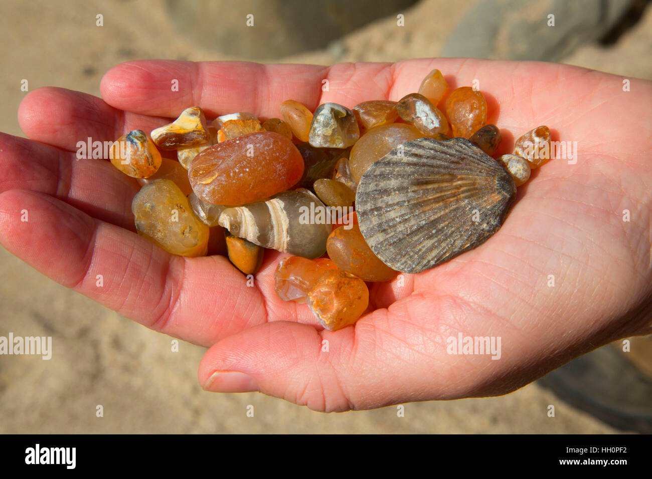 Agates on Moolack Beach, Newport, Oregon Stock Photo Alamy