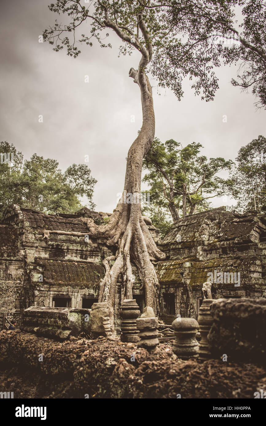 Silk cotton tree growing tall through Ta Promh temple, Angkor Cambodia