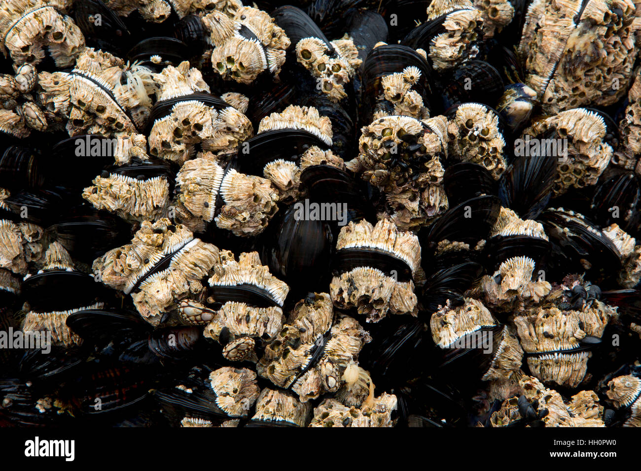 Mussels with acorn barnacles, Roads End State Park, Lincoln City ...
