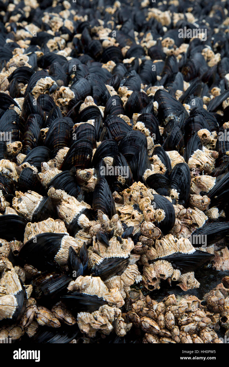 Mussels with acorn barnacles, Roads End State Park, Lincoln City, Oregon Stock Photo