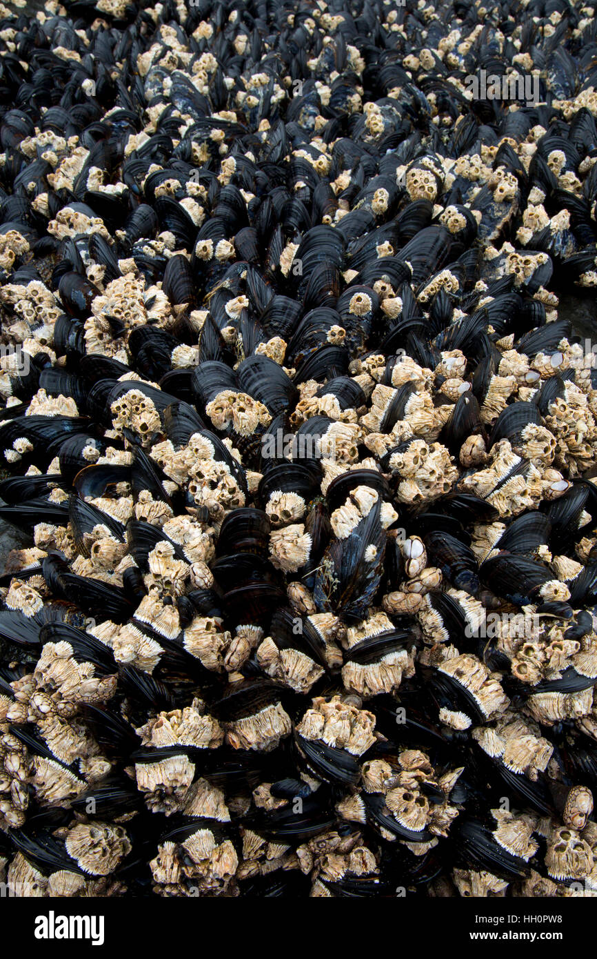 Mussels with acorn barnacles, Roads End State Park, Lincoln City, Oregon Stock Photo