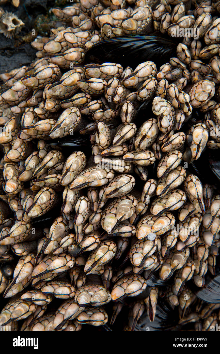 Gooseneck barnacles, Roads End State Park, Lincoln City, Oregon Stock ...