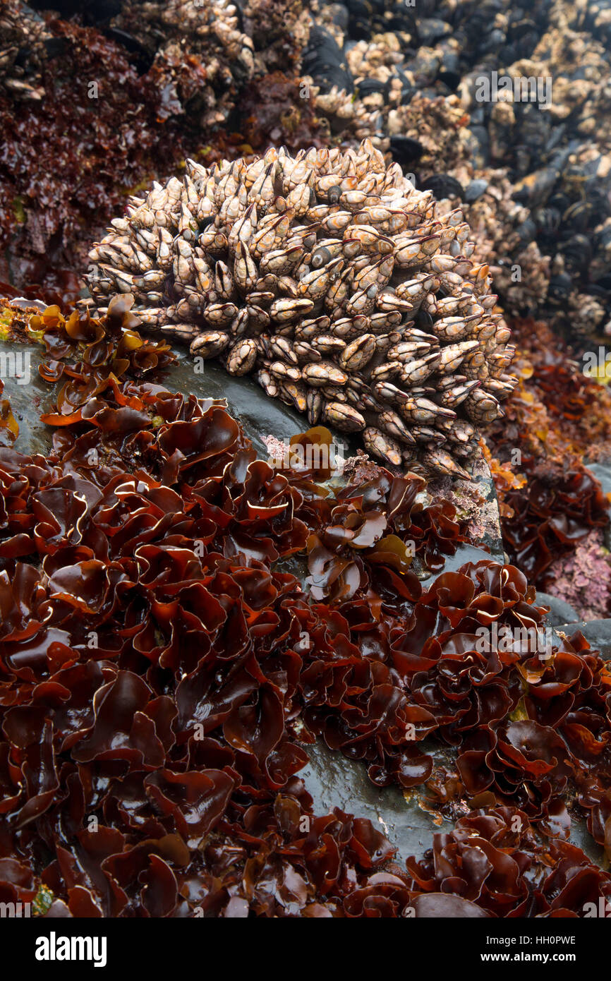 Gooseneck barnacles, Roads End State Park, Lincoln City, Oregon Stock ...