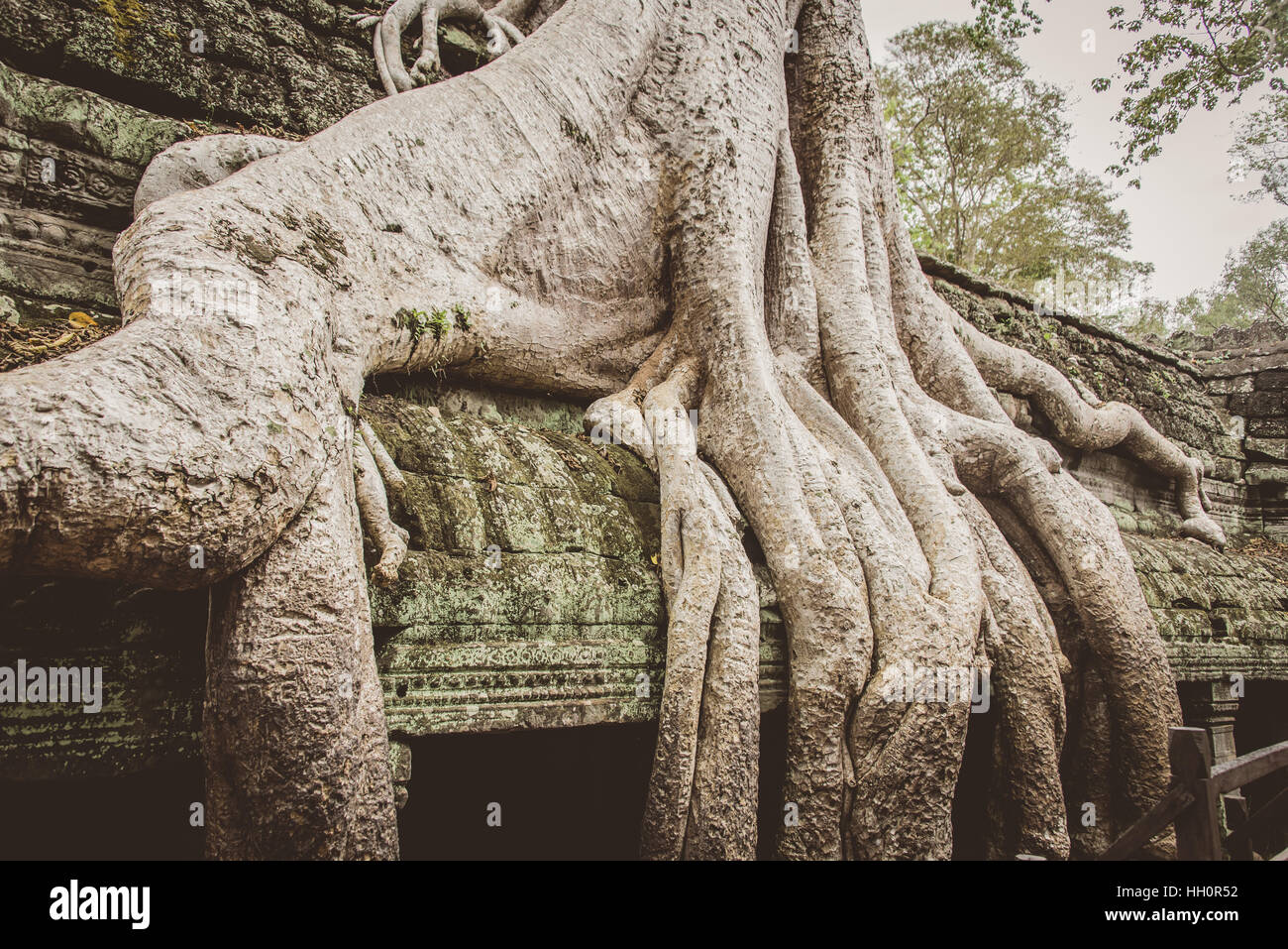 Silk cotton tree roots growing around temple in Ta Promh, Angkor
