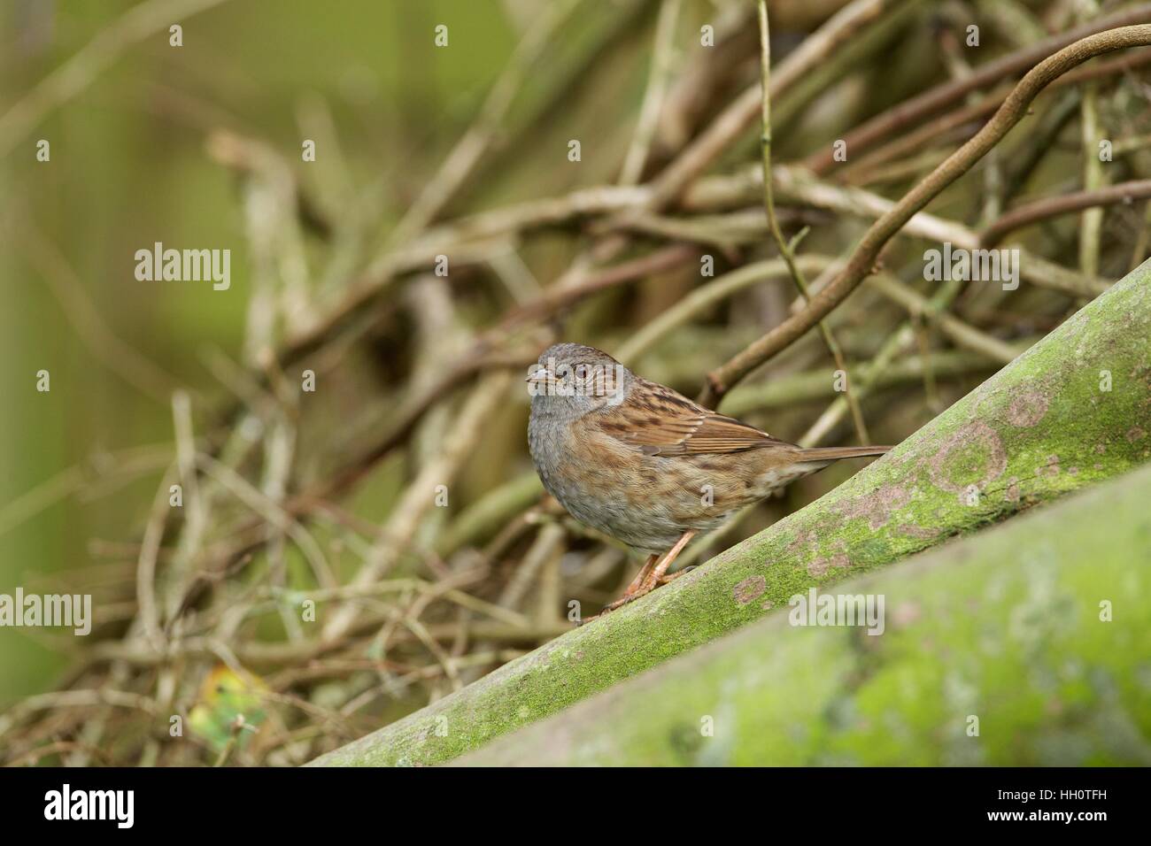Dunnock on log Stock Photo