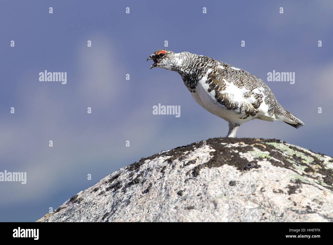 Male Ptarmigan calling from top of rock Stock Photo