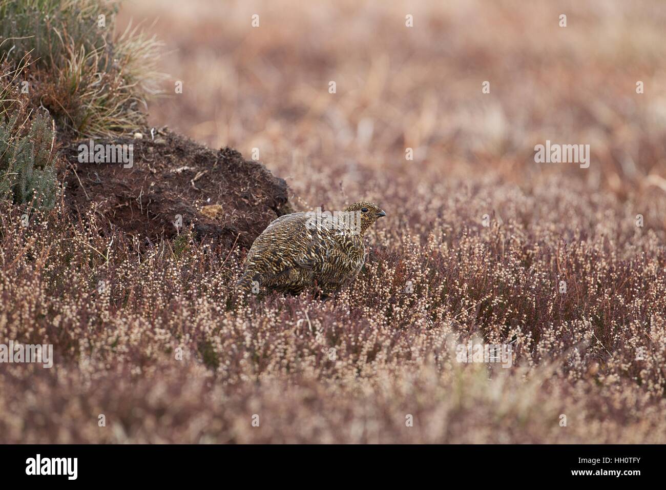 Female Red Grouse in heather Stock Photo