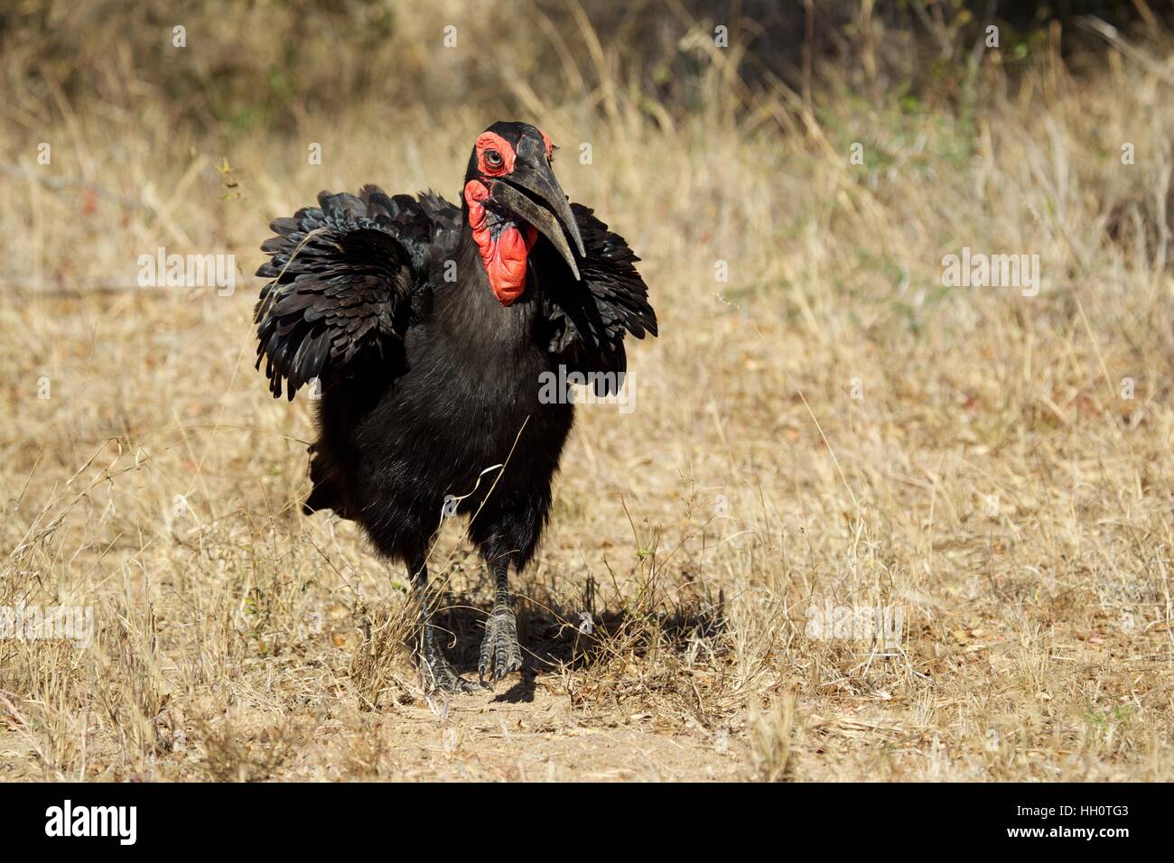Southern ground hornbill in Kruger Park Stock Photo