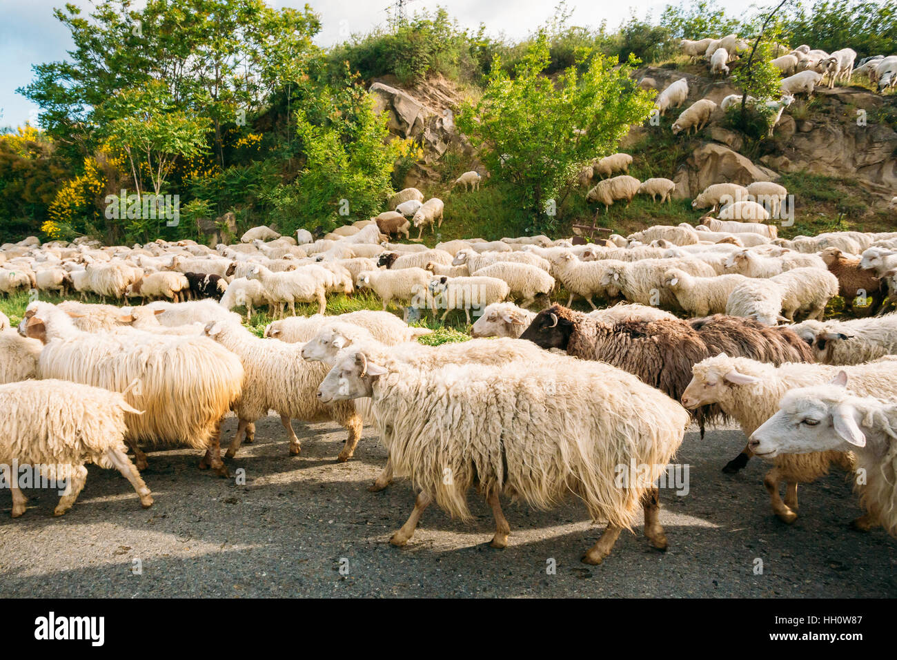 Georgia, Caucasus. The Flock Of Unshorn White Sheep Moving Along The Asphalt Road With The Shepherd In The Countryside. Stock Photo