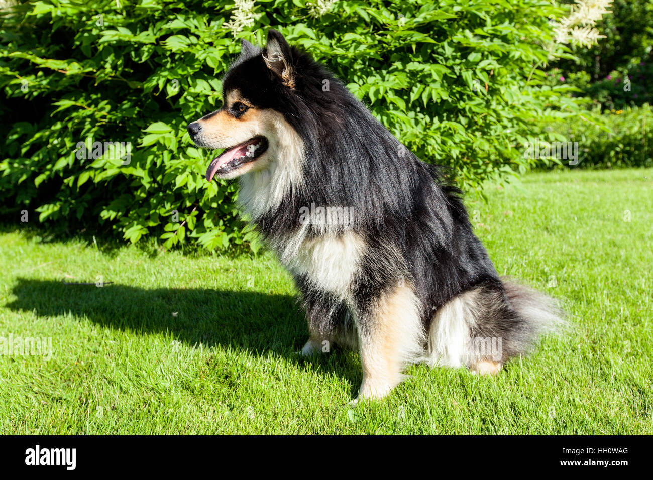 A dog, pet sit on the grass, lawn. Closeup on a Finnish Lapphund. Wait ...