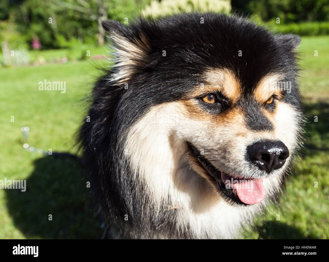 A dog, pet sit on the grass, lawn. Closeup, macro on a Finnish Lapphund ...
