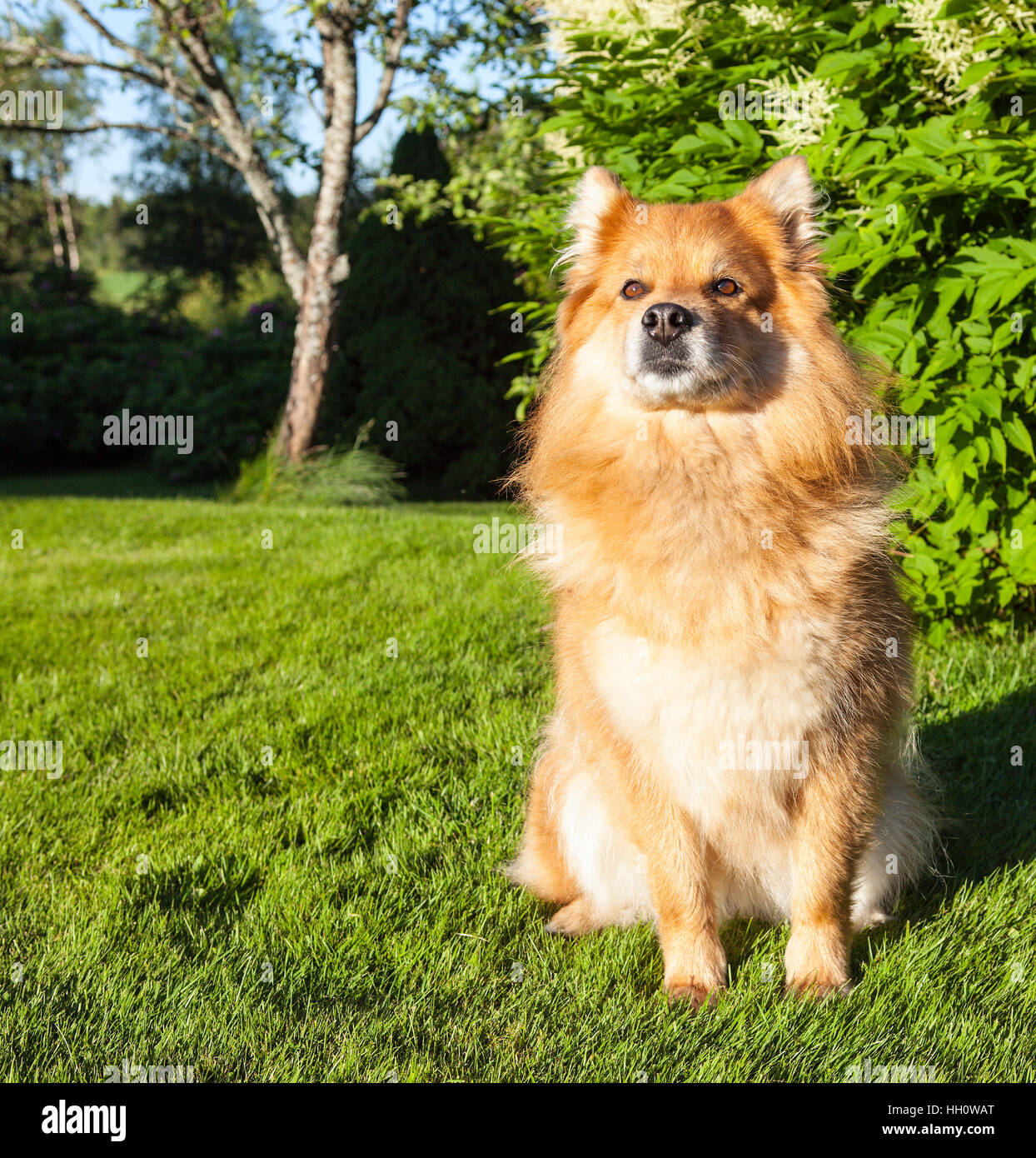 A dog, pet sit on the grass, lawn. Closeup on a Finnish Lapphund. Wait ...