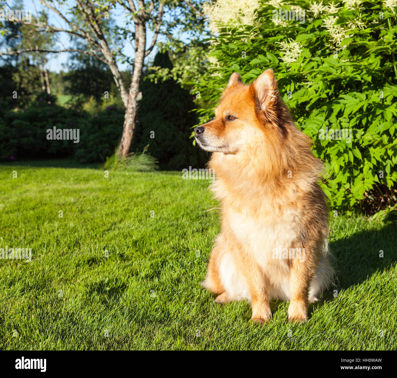 A dog, pet sit on the grass, lawn. Closeup on a Finnish Lapphund. Wait ...