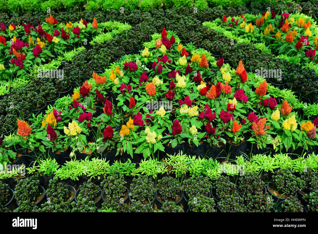 Designs with plants and flowers in a Flower Show Stock Photo Alamy
