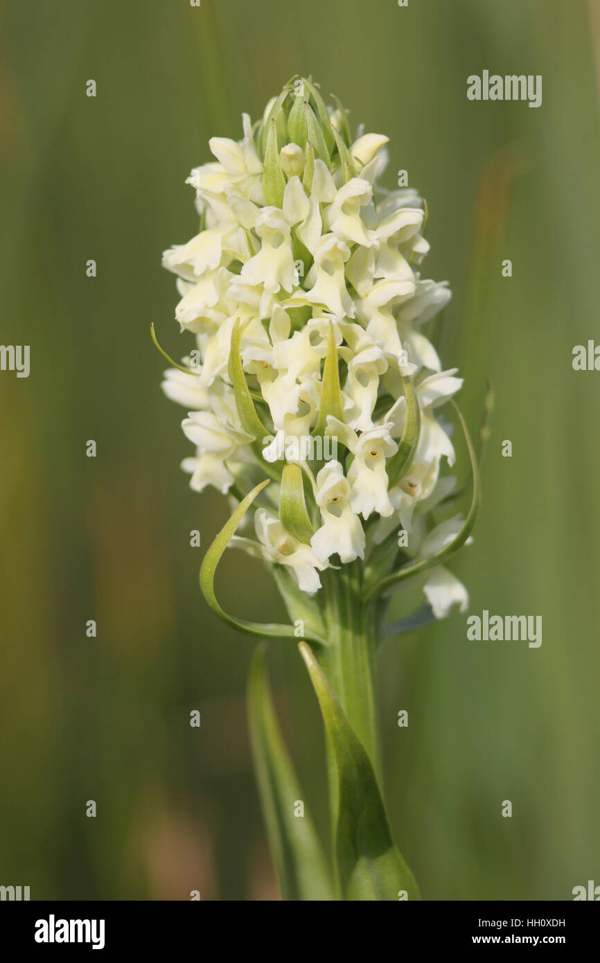 Early Marsh-orchid (Dactylorhiza incarnata ochroleuca), an extremely rare subspecies, at its only UK site Stock Photo
