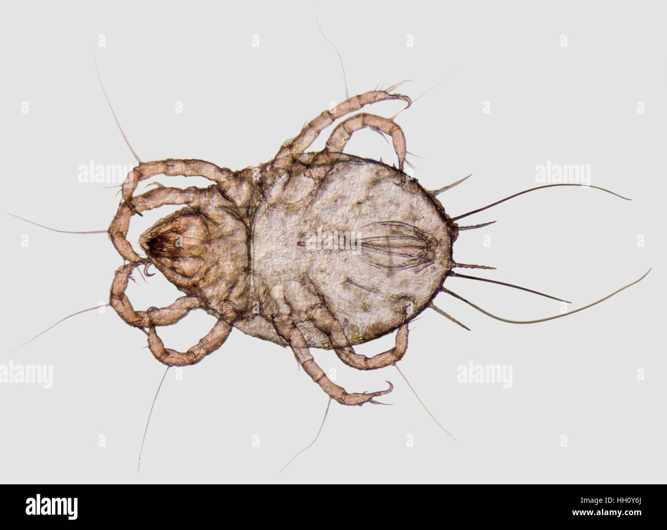 Dust Mites Actual Size