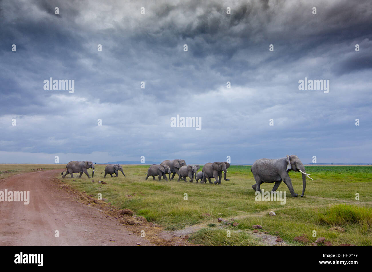 Marching elephants with dramatic clouds Stock Photo