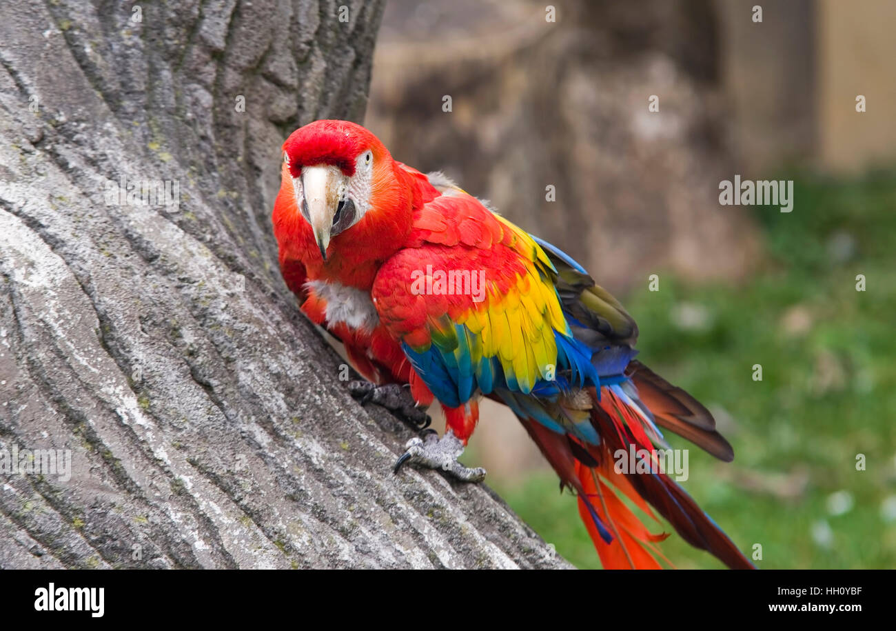 parrot bird at the zoo, rainbow colored feathers Stock Photo