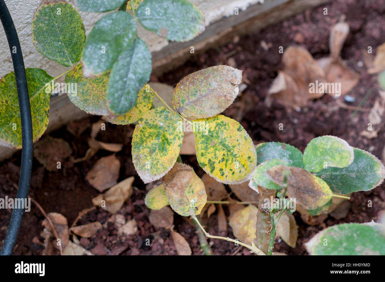 Rose Rust fungus on a leaf. This disease is caused by the rust fungus Phragmidium sp. Stock Photo