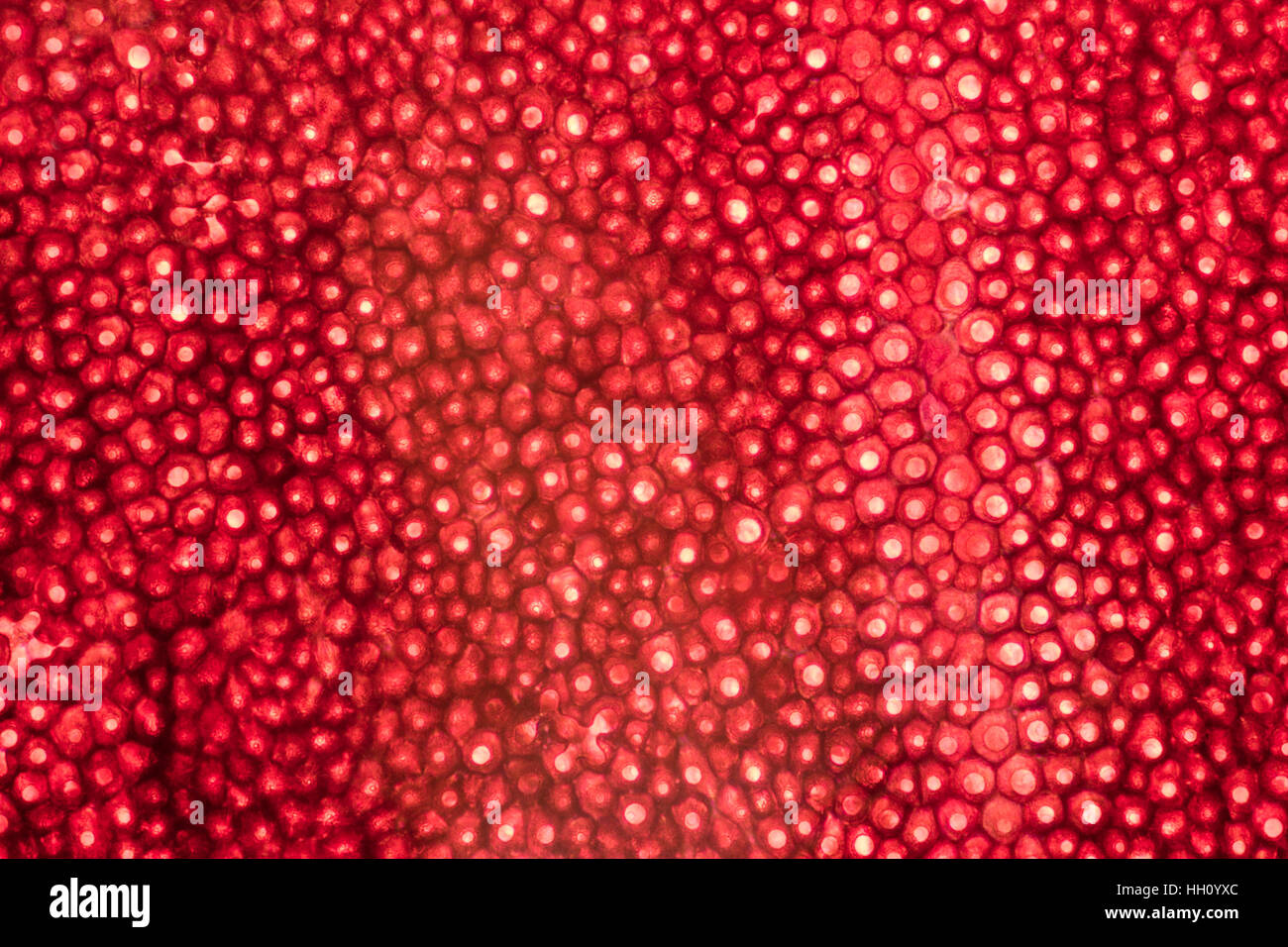 full frame abstract microscopic shot showing the cellular structure of a red rose petal Stock Photo