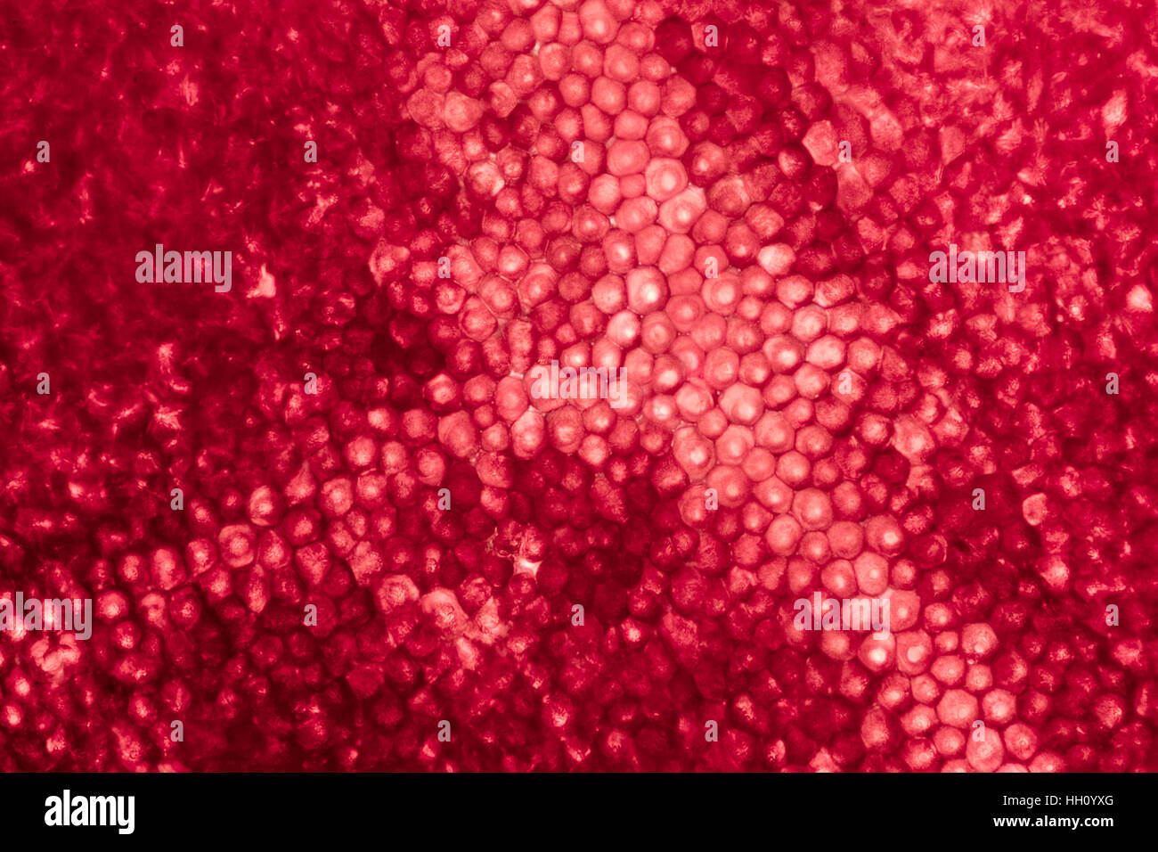 full frame abstract microscopic shot showing the cellular structure of a red rose petal Stock Photo