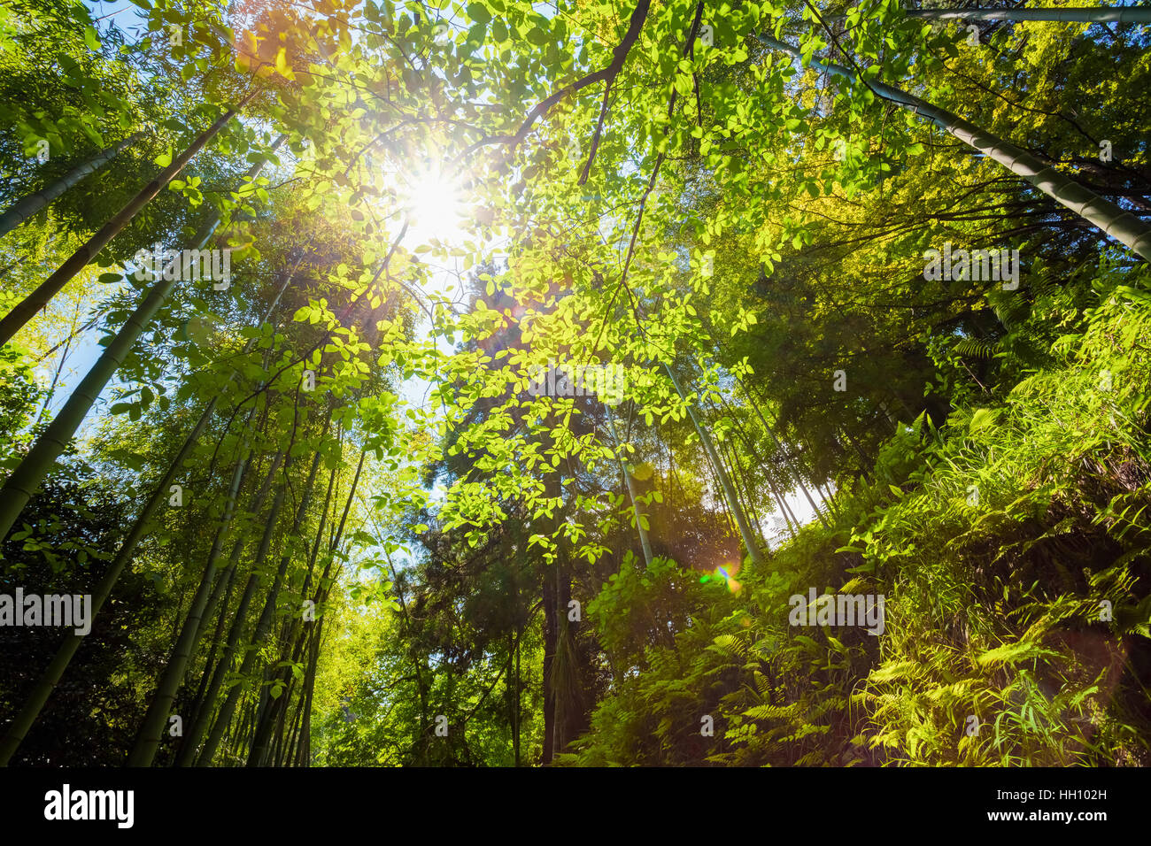 Spring Sun Shining Through Canopy Of Tall Trees Bamboo Woods. Sunlight In Tropical Forest, Summer Nature. Upper Branches Of Different Deciduous Trees Stock Photo