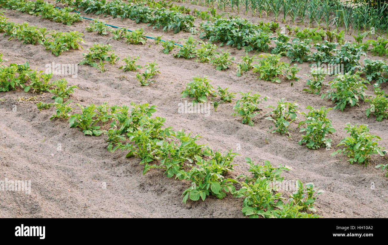 Potatoes Plants Growing In Raised Beds In Vegetable Garden. Summer Season Stock Photo