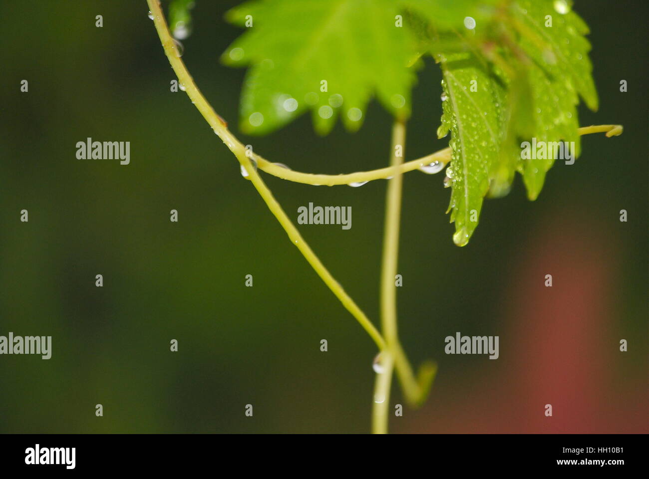 water drops in grapes' leaves captured with high dimension to show the beauty of nature Stock Photo