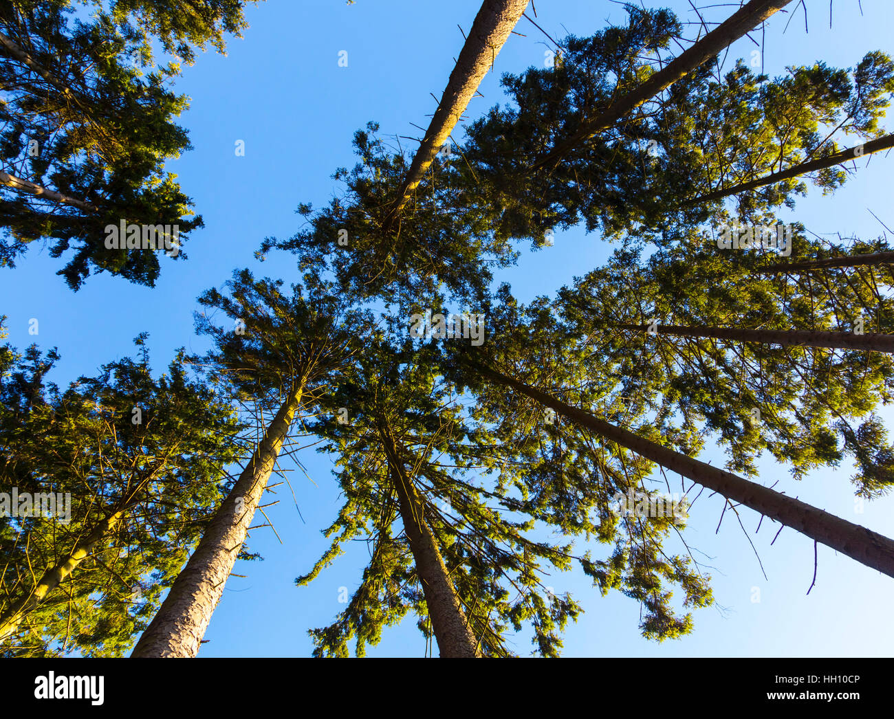 Forest canopy looking upwards Stock Photo