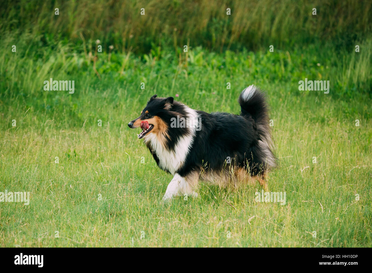 sheltie herding