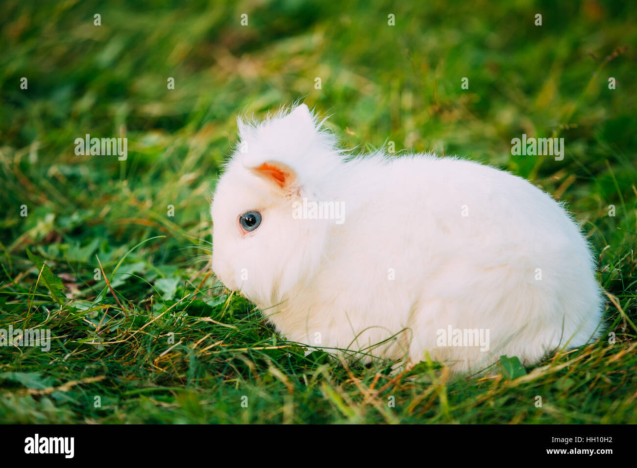 Close Profile Of Cute Dwarf Lop-Eared Decorative Miniature Snow-White Fluffy Rabbit Bunny Mixed Breed With Blue Eyes Sitting In Bright Green Grass In Stock Photo