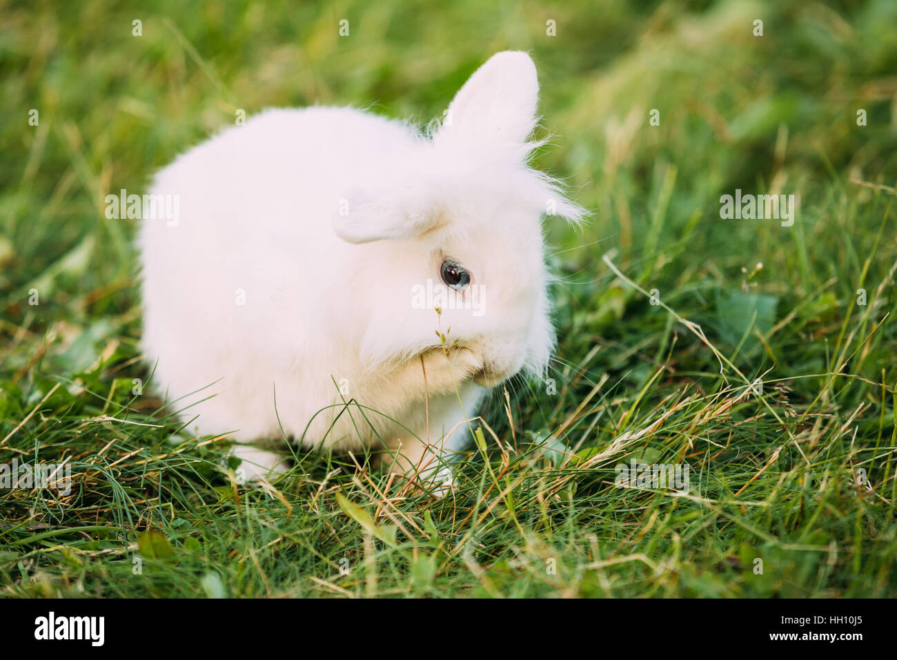 Close Profile Of Cute Dwarf Lop-Eared Decorative Miniature Snow-White Fluffy Rabbit Bunny Mixed Breed With Blue Eyes Sitting In Bright Green Grass In Stock Photo