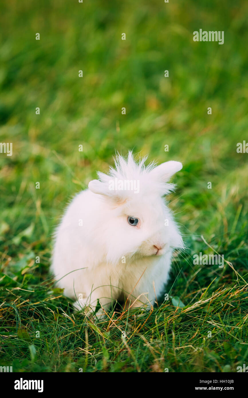 Close Profile Of Cute Dwarf Lop-Eared Decorative Miniature Snow-White Fluffy Rabbit Bunny Mixed Breed With Blue Eyes Sitting In Bright Green Grass In Stock Photo
