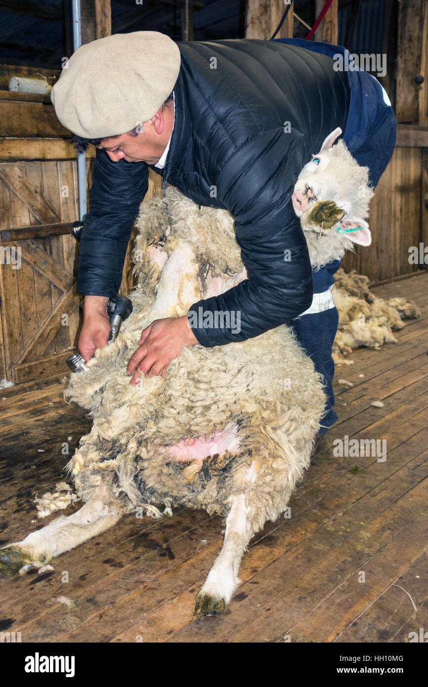Sheep Shearing on a farm Stock Photo Alamy