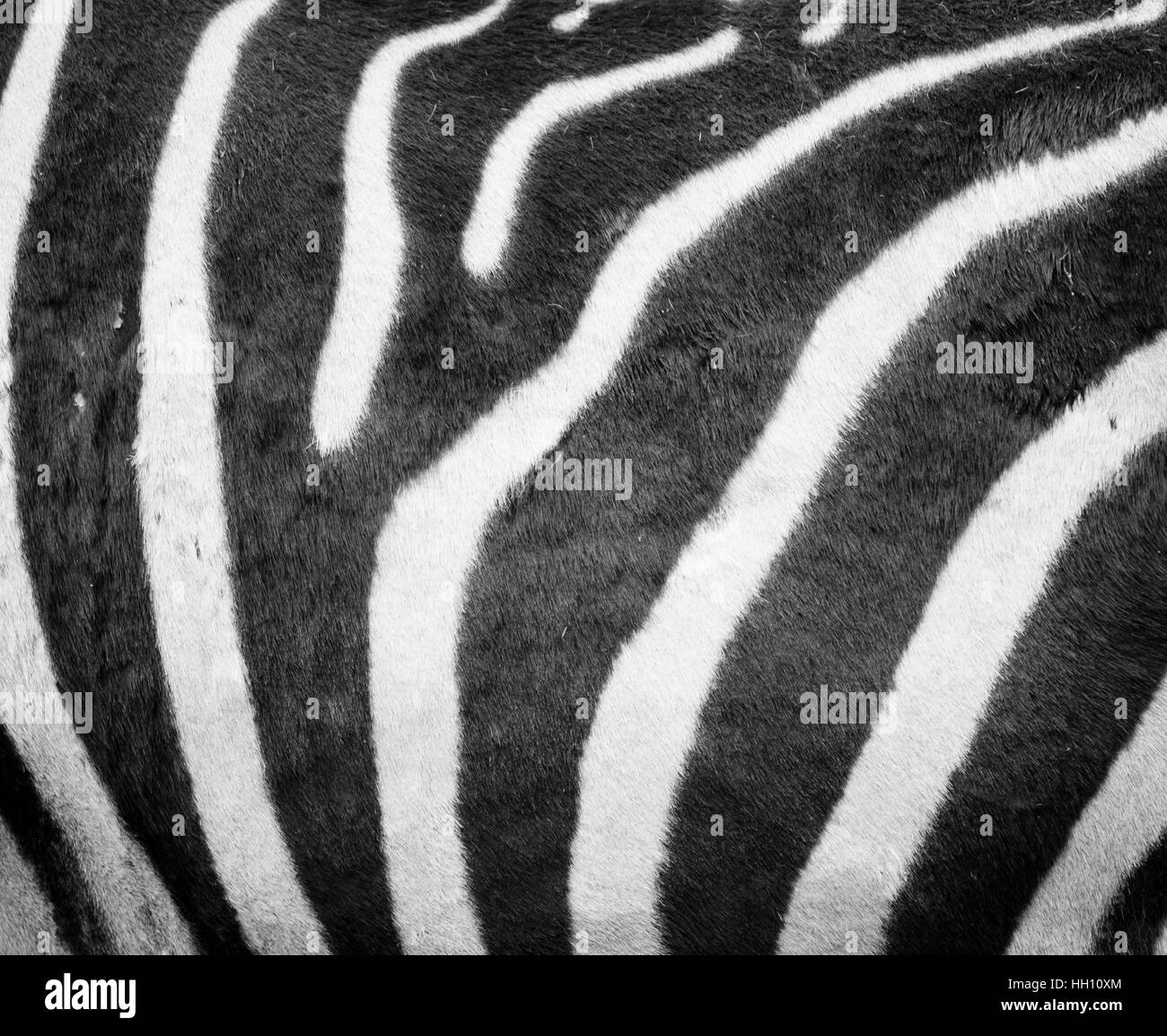 Close up of the stripe pattern on a zebra (Equus quagga) Stock Photo