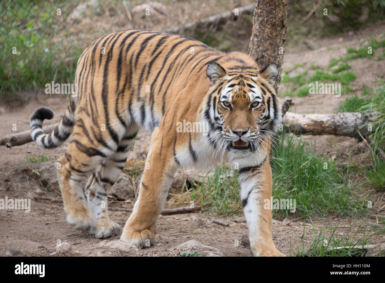 Pacing tiger hires stock photography and images Alamy