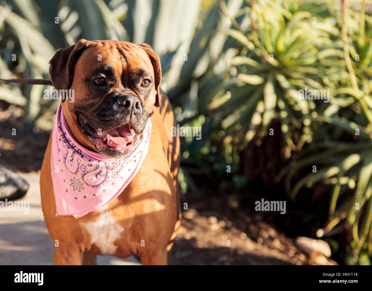 Friendly Boxer dog with a bandana on at the local dog park Stock Photo