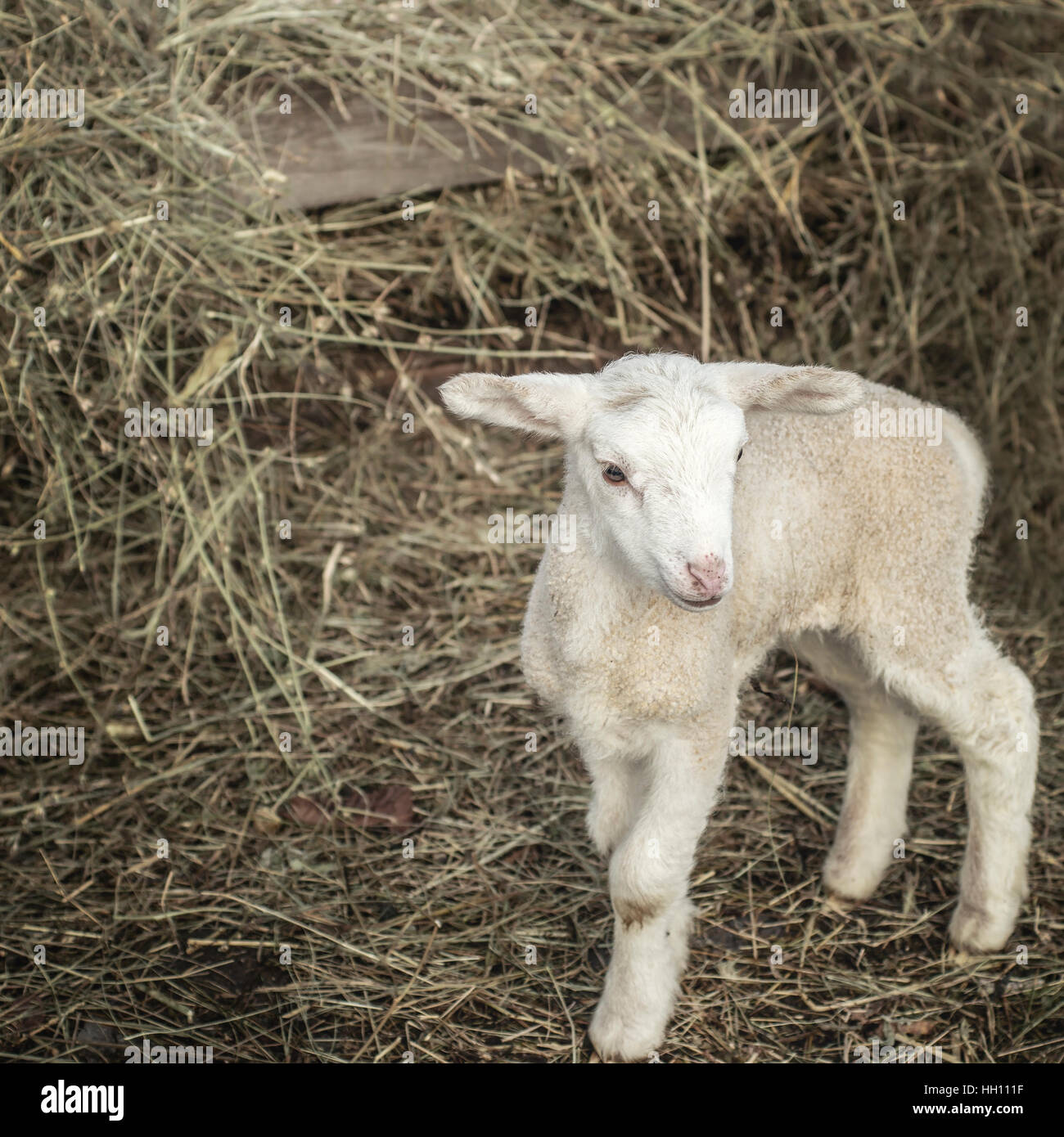 Small baby lamb on a straw, close up Stock Photo