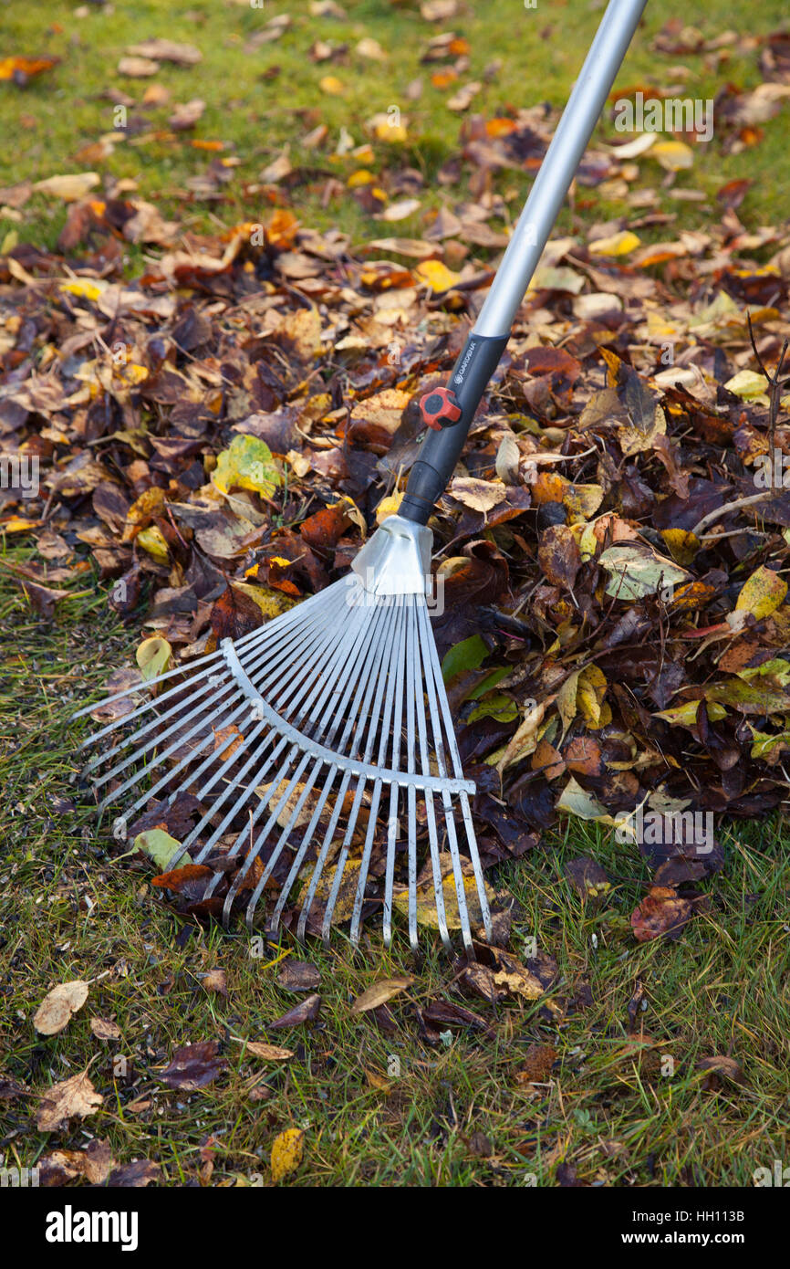 GARDEN WORK raking leaves in autumn when the garden cleaned for winter Stock Photo