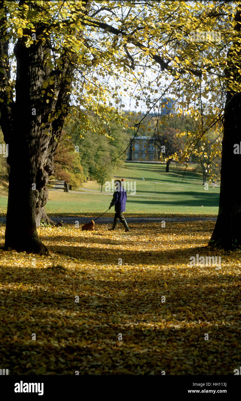 AUTUMN lady with a hound in the park at sunny day at fall Stock Photo