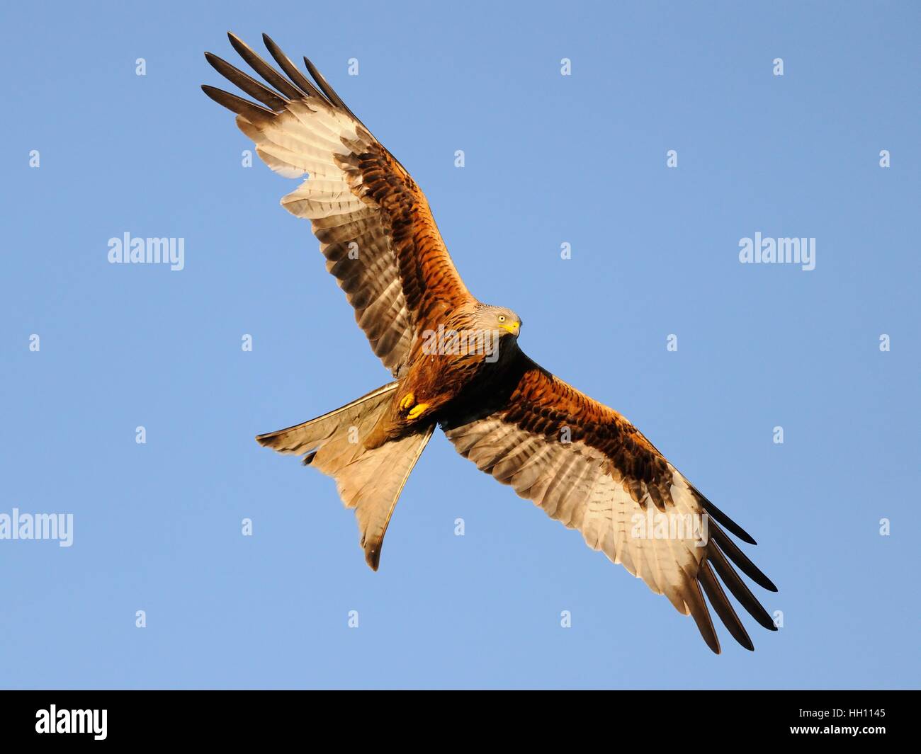 Red Kite in Flight Stock Photo Alamy