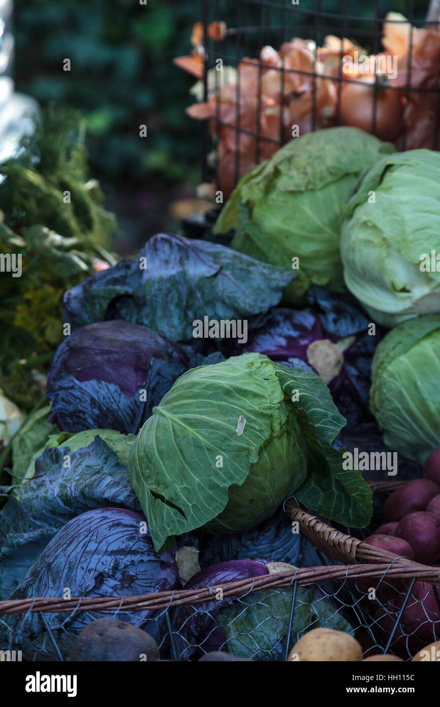 Purple and green cabbages at an organic farmer’s market in winter Stock