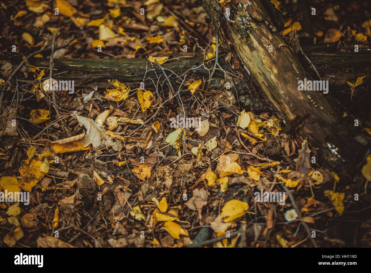 autumn leaves yellow and green on the ground in the forest Stock Photo ...
